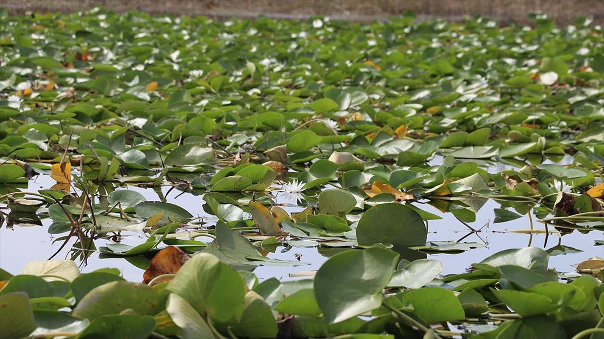 Nilüferleriyle ünlü Işıklı Gölü birçok kuş ve ender balık türüne ev